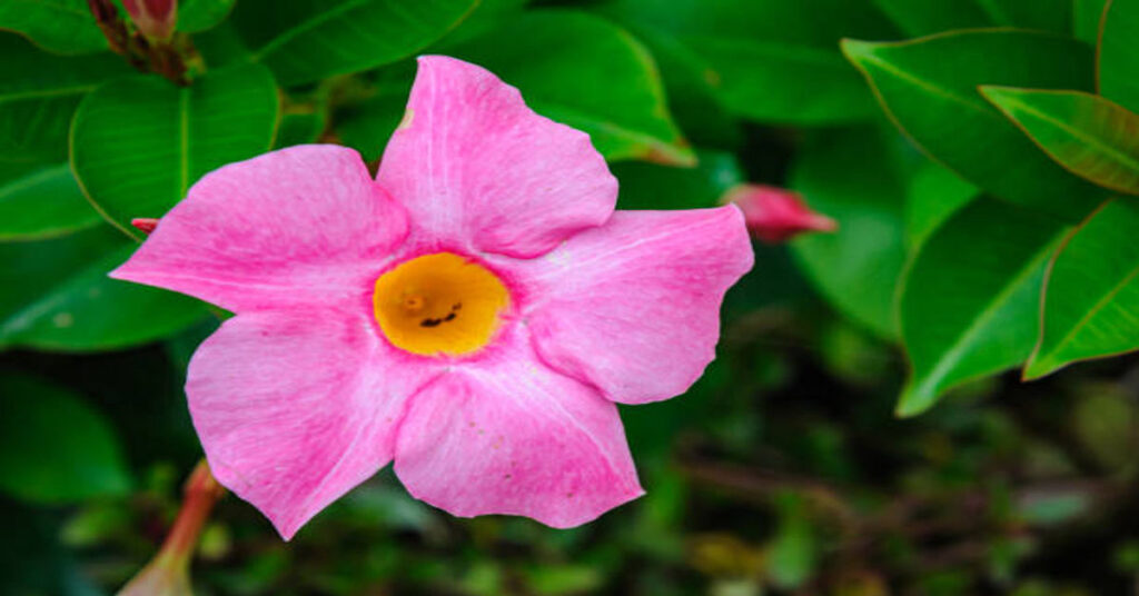 Mandevilla