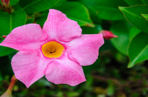 Mandevilla